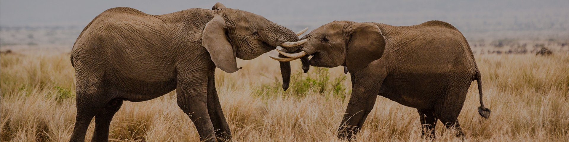 Two elephants face each other and cross trunks.
